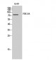 PDE10A Polyclonal Antibody