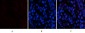 PDGF-B Polyclonal Antibody