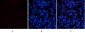 PDGF-B Polyclonal Antibody