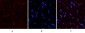 PDGF-B Polyclonal Antibody