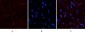 PDGF-B Polyclonal Antibody