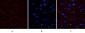 PDGF-B Polyclonal Antibody