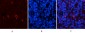 PDGF-B Polyclonal Antibody