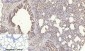 PDGF-B Polyclonal Antibody