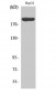 PDGFR-α Polyclonal Antibody