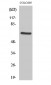 PDK1 Polyclonal Antibody