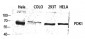 PDK1 Polyclonal Antibody