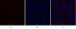 PDK1 Polyclonal Antibody