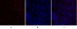 PDK1 Polyclonal Antibody