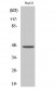 PDK2 Polyclonal Antibody