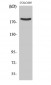 PDZ-RhoGEF Polyclonal Antibody