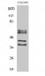 Periphilin 1 Polyclonal Antibody