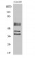 Periphilin 1 Polyclonal Antibody