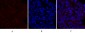 PERK Polyclonal Antibody