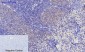 PERK Polyclonal Antibody