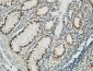 PGD Polyclonal Antibody