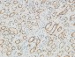 PGD Polyclonal Antibody
