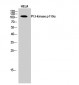 PI 3-kinase p110α Polyclonal Antibody