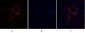 PI 3-kinase p110α Polyclonal Antibody