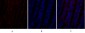 PI 3-kinase p110α Polyclonal Antibody