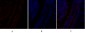 PI 3-kinase p110α Polyclonal Antibody