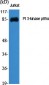 PI 3-kinase p85α Polyclonal Antibody