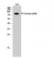 PI 3-kinase p85β Polyclonal Antibody