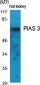 PIAS 3 Polyclonal Antibody