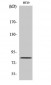 Pinin Polyclonal Antibody