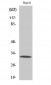 PITPβ Polyclonal Antibody