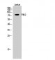 PJA2 Polyclonal Antibody