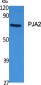 PJA2 Polyclonal Antibody