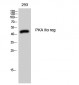 PKA IIα reg Polyclonal Antibody
