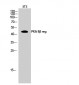 PKA IIβ reg Polyclonal Antibody