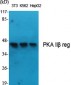 PKA IIβ reg Polyclonal Antibody
