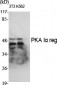PKA Iα reg Polyclonal Antibody
