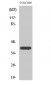 PKA Iβ reg Polyclonal Antibody