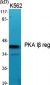 PKA Iβ reg Polyclonal Antibody