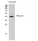 PKAγ cat Polyclonal Antibody