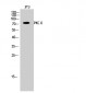 PKC δ Polyclonal Antibody