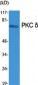 PKC δ Polyclonal Antibody