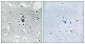 PKC δ Polyclonal Antibody