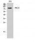 PKC δ Polyclonal Antibody