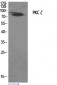 PKC ζ Polyclonal Antibody