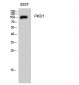 PKD1 Polyclonal Antibody