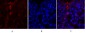 PKM2 Polyclonal Antibody