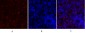 PKM2 Polyclonal Antibody