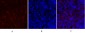 PKM2 Polyclonal Antibody