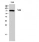 PKR Polyclonal Antibody