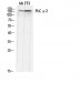 PLC γ2 Polyclonal Antibody